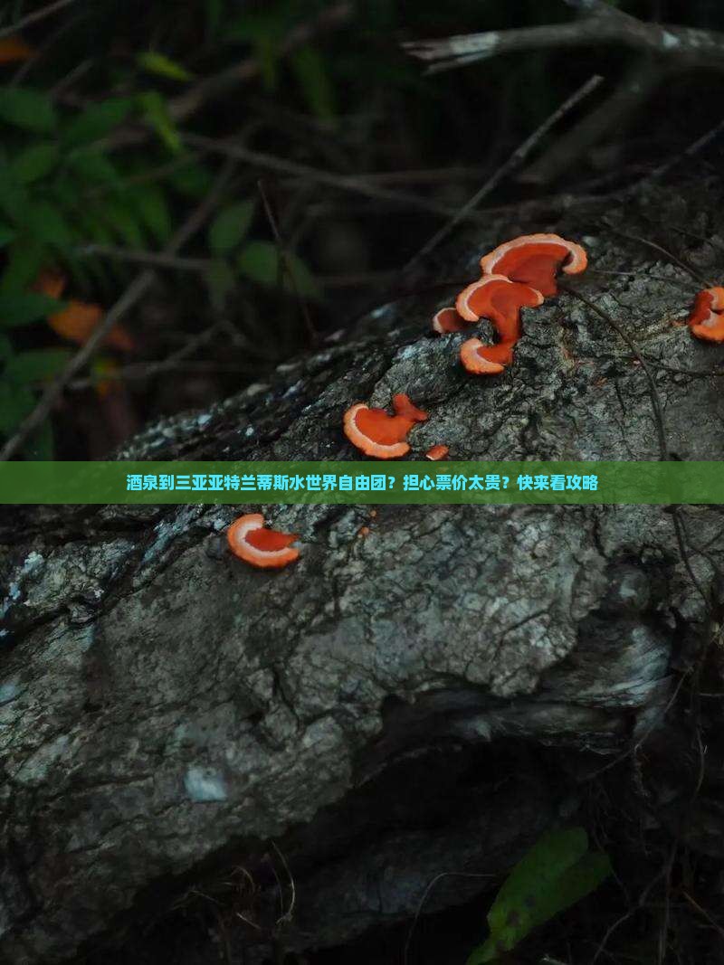 酒泉出发三亚亚特兰蒂斯水世界自由团