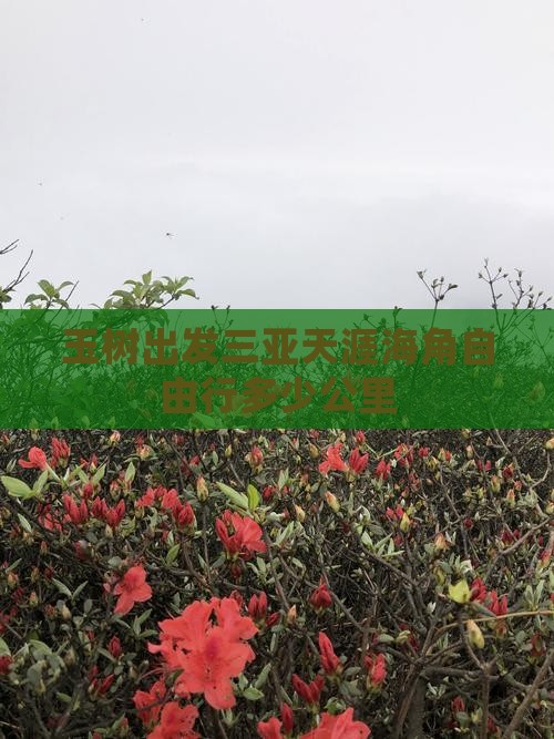 玉树出发三亚天涯海角自由行
