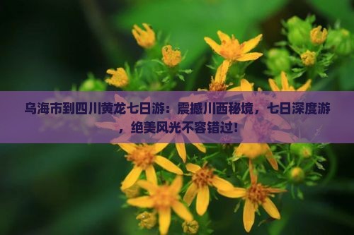 乌海市到四川黄龙七日游