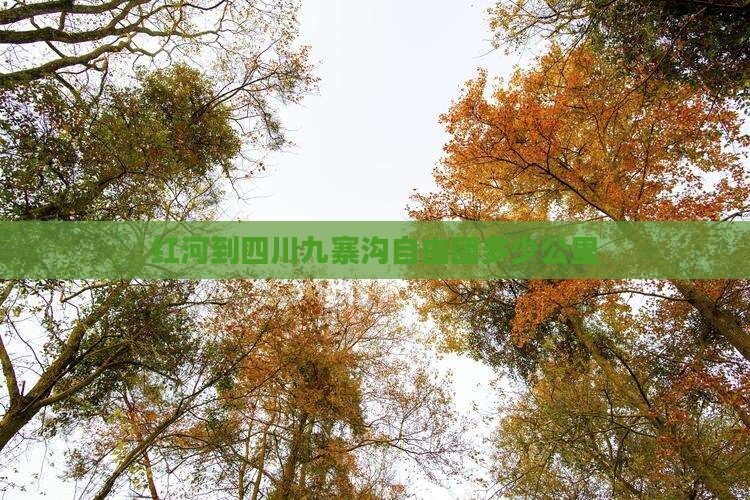 红河到四川九寨沟自由团多少公里