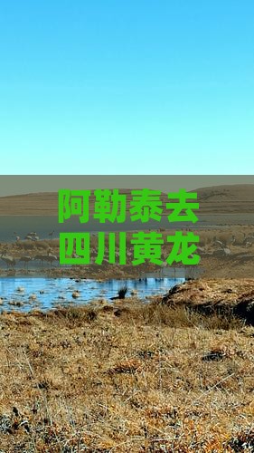 阿勒泰去四川黄龙一日