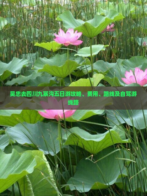 吴忠去四川九寨沟五日游