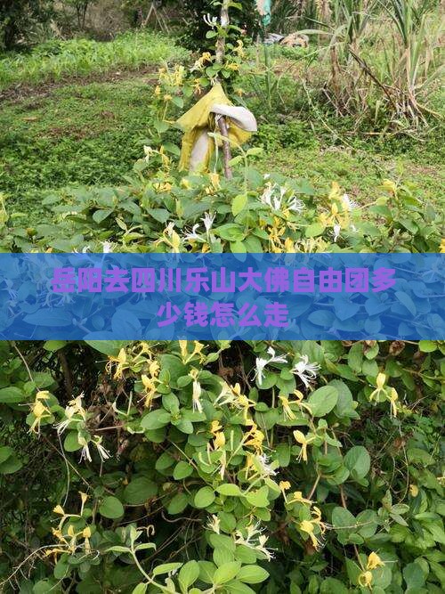 岳阳去四川乐山大佛自由团