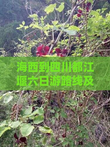 海西到四川都江堰六日游