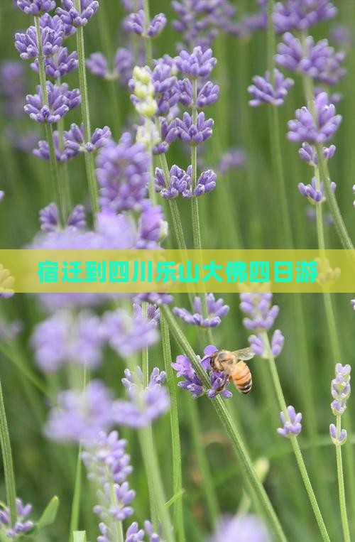 宿迁到四川乐山大佛四日游