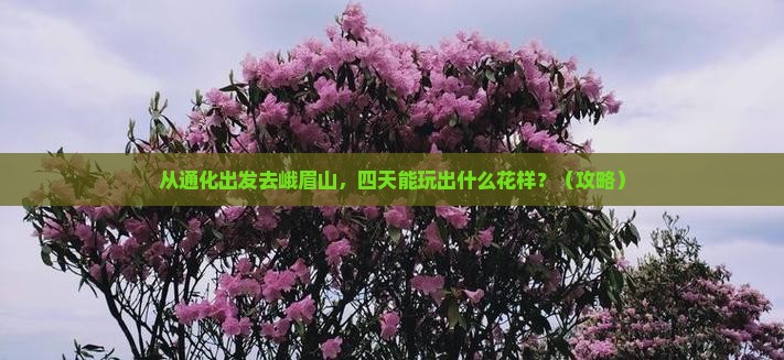 通化到四川峨眉山四日游
