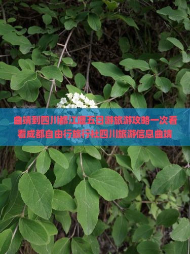 曲靖到四川都江堰五日游旅游攻略一次看看成都自由行旅行社四川旅游信息曲靖旅行景点都江堰费用
