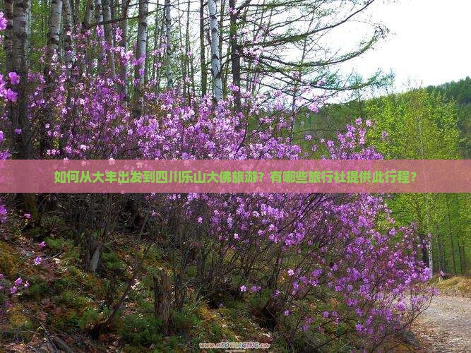 如何从大丰出发到四川乐山大佛旅游？有哪些旅行社提供此行程？