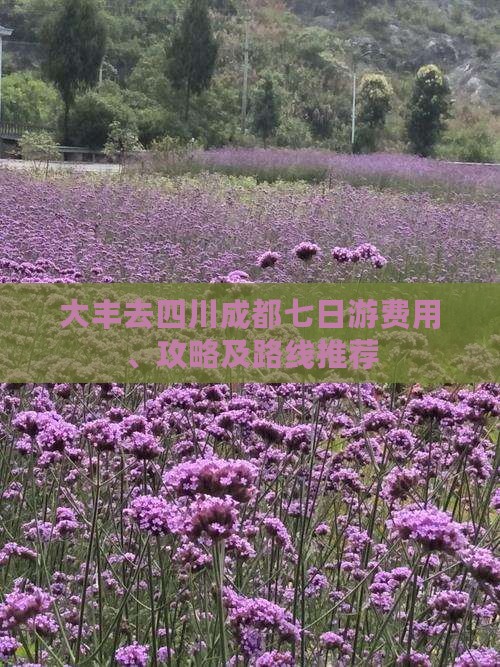 大丰去四川成都七日游费用、攻略及路线推荐