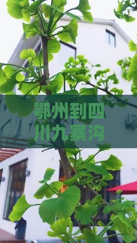 鄂州到四川九寨沟自由团 鄂州到四川九寨沟自由团