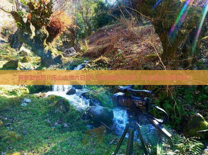 阿泰勒去四川乐山大佛六日游？旅途疲惫没新意？试试旅拍+轻奢民宿！
