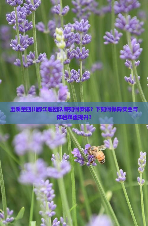 玉溪至四川都江堰团队游如何安排？下如何保障安全与体验双重提升？
