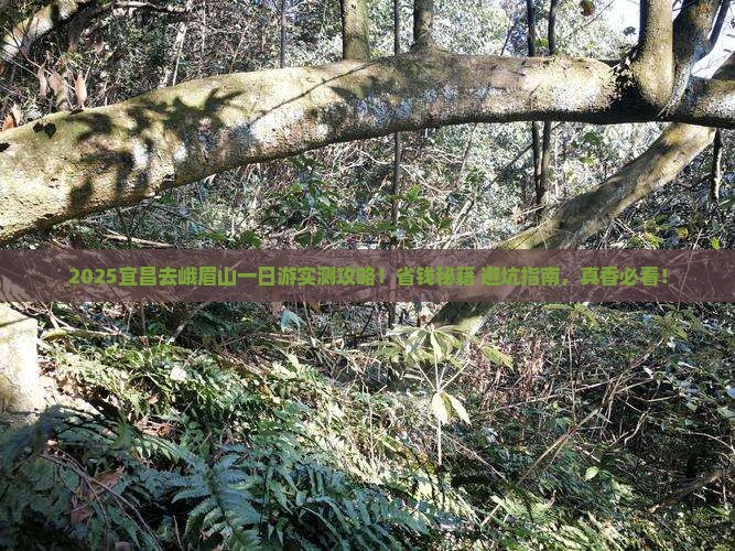 宜昌去四川峨眉山一日