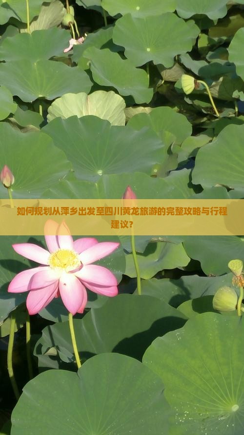 如何规划从萍乡出发至四川黄龙旅游的完整攻略与行程建议？