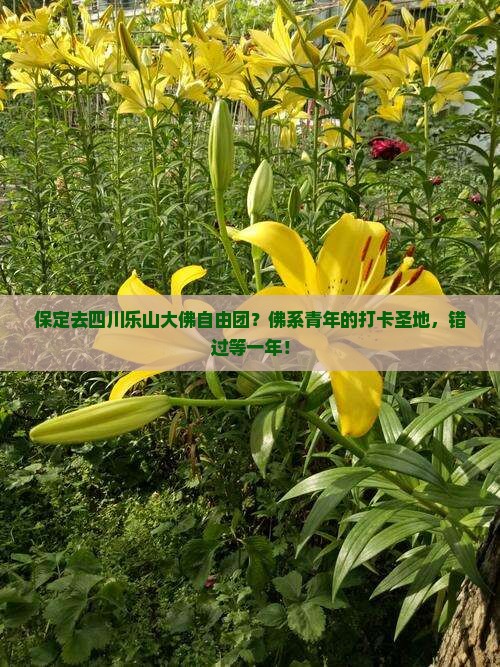 保定去四川乐山大佛自由团？佛系青年的打卡圣地，错过等一年！