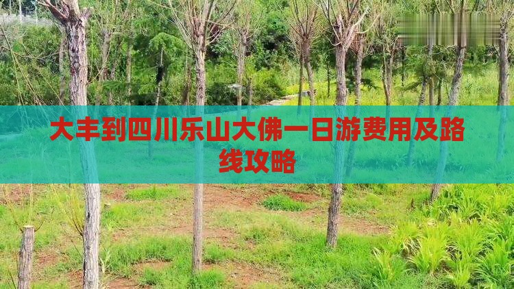 大丰到四川乐山大佛一日游费用及路线攻略