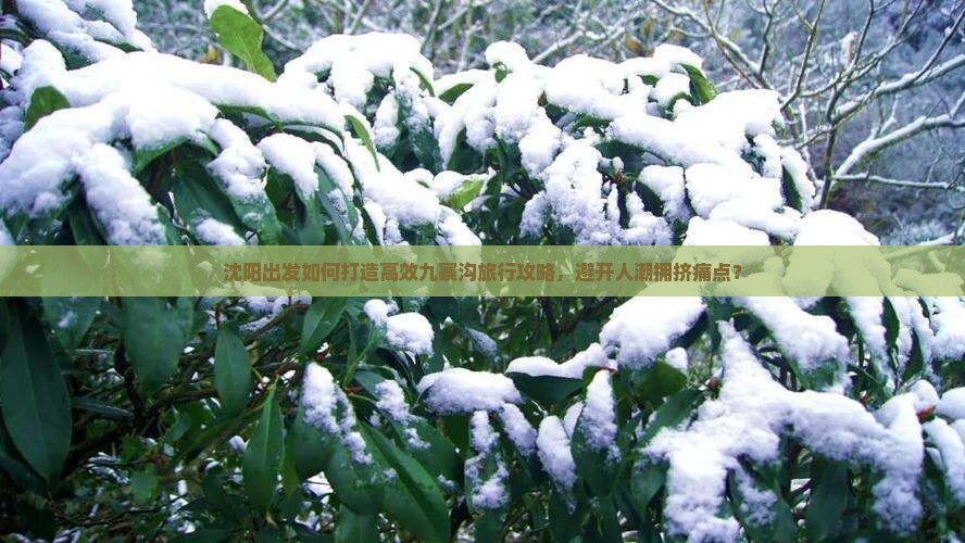 沈阳出发如何打造高效九寨沟旅行攻略，避开人潮拥挤痛点？