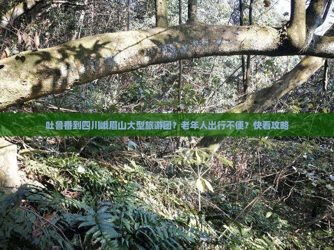 吐鲁番到四川峨眉山大型旅游团？老年人出行不便？快看攻略