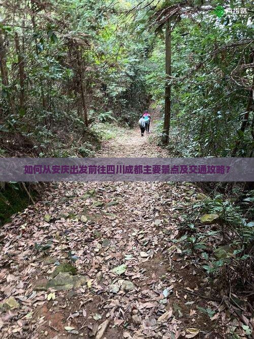 如何从安庆出发前往四川成都主要景点及交通攻略？