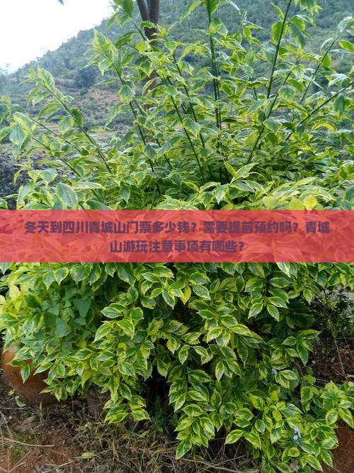 冬天到四川青城山门票多少钱？需要提前预约吗？青城山游玩注意事项有哪些？