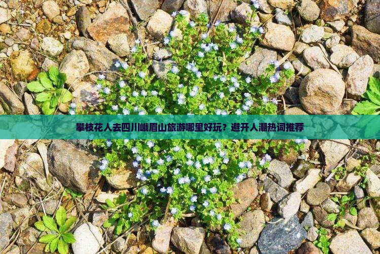 攀枝花人去四川峨眉山旅游哪里好玩？避开人潮热词推荐