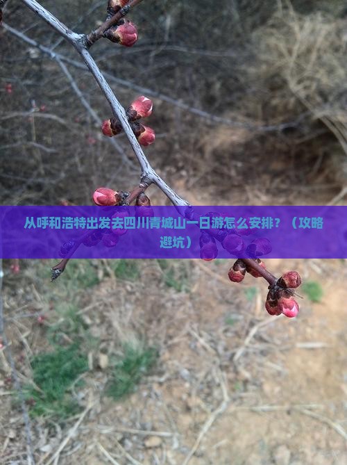 呼和浩特去四川青城山一日