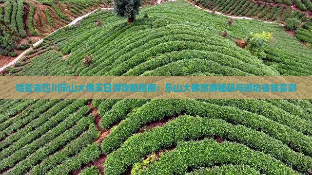 哈密去四川乐山大佛五日游