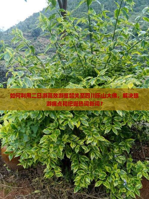 如何利用二日游高效游览韶关至四川乐山大佛，解决旅游痛点和把握热词新词？