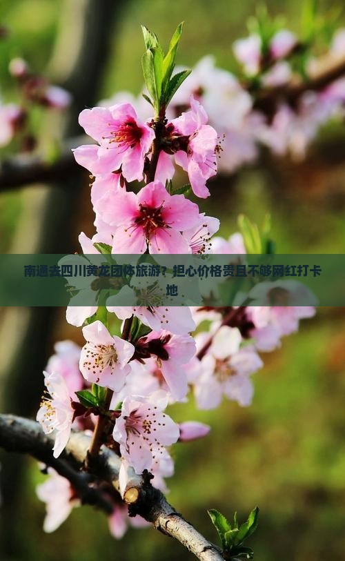 南通去四川黄龙团体旅游？担心价格贵且不够网红打卡地
