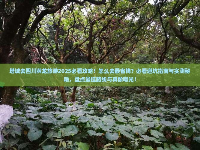 塔城去四川黄龙旅游
