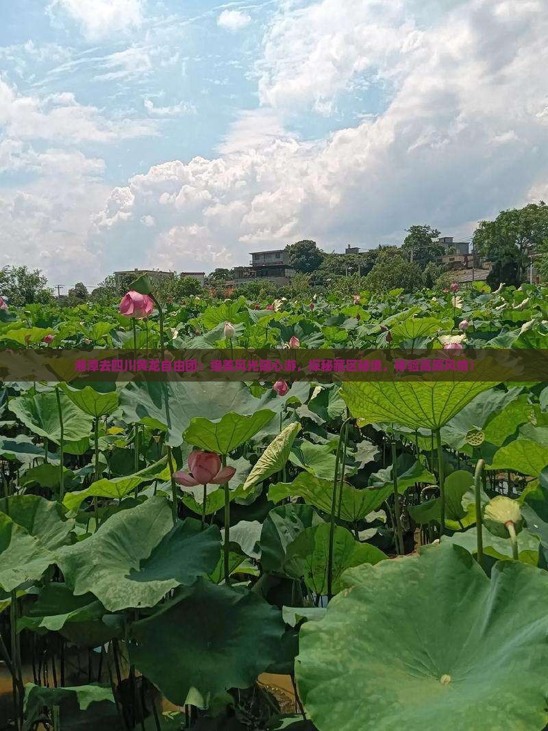 湘潭去四川黄龙自由团