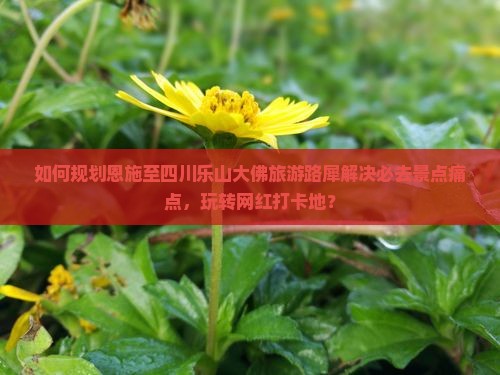 如何规划恩施至四川乐山大佛旅游路犀解决必去景点痛点，玩转网红打卡地？