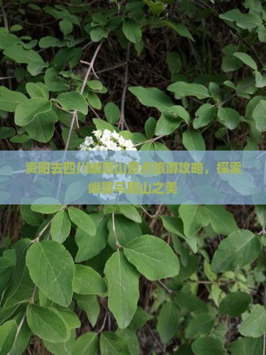 资阳去四川峨眉山哪里玩