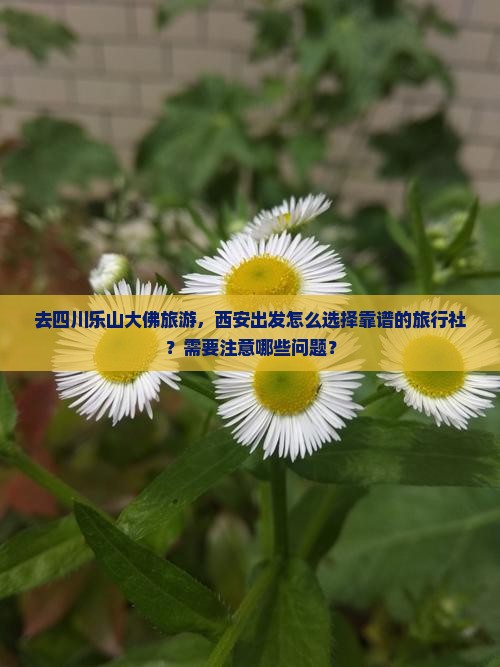 去四川乐山大佛旅游，西安出发怎么选择靠谱的旅行社？需要注意哪些问题？