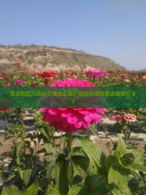 芜湖到四川乐山大佛怎么玩？沿途有哪些景点值得打卡？