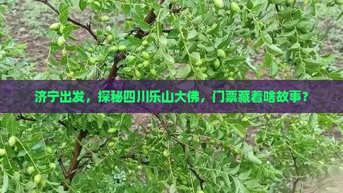 济宁出发，探秘四川乐山大佛，门票藏着啥故事？