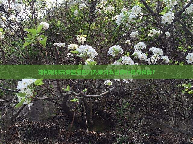如何规划兴安盟至四川九寨沟五日游行程与预算？