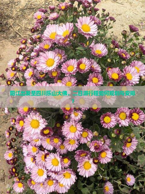 阳江出发至四川乐山大佛，二日游行程如何规划与安排？