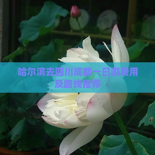 哈尔滨去四川成都一日游费用及路线推荐