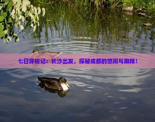 七日穿梭记：长沙出发，探秘成都的悠闲与麻辣！