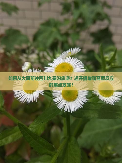 如何从大同前往四川九寨沟旅游？避开拥堵和高原反应的痛点攻略！