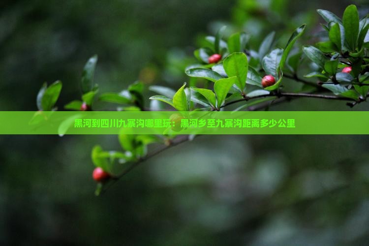 黑河到四川九寨沟哪里玩：黑河乡至九寨沟距离多少公里