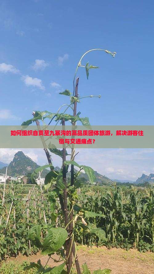 如何组织自贡至九寨沟的高品质团体旅游，解决游客住宿与交通痛点？