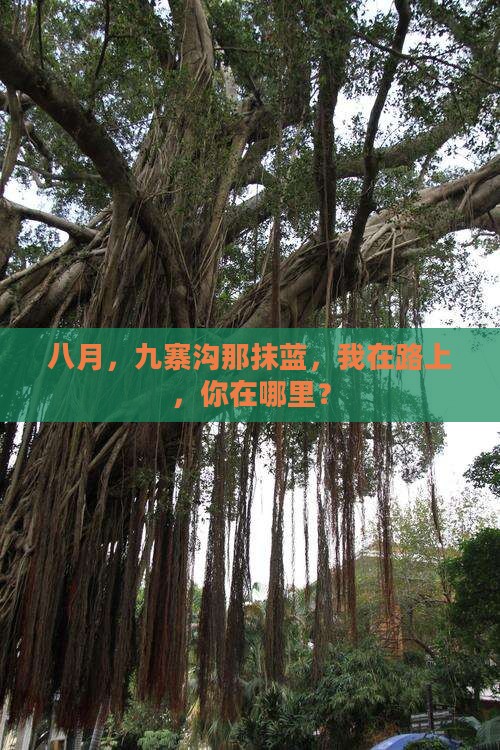 八月，九寨沟那抹蓝，我在路上，你在哪里？