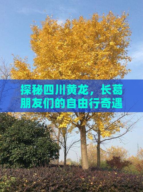 探秘四川黄龙，长葛朋友们的自由行奇遇记！