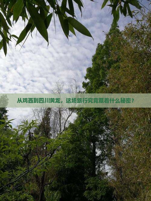 鸡西去四川黄龙旅游
