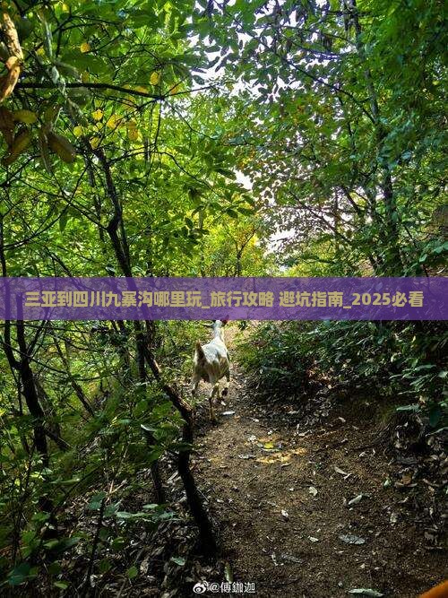 三亚到四川九寨沟哪里玩 三亚到四川九寨沟哪里玩