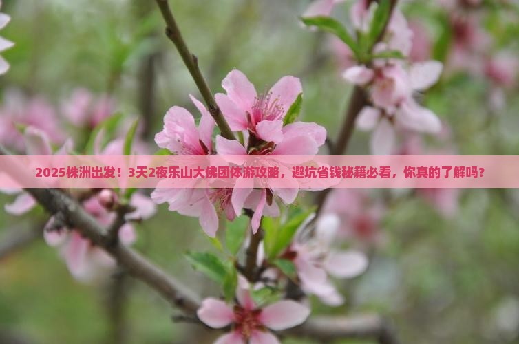 株洲到四川乐山大佛团体旅游
