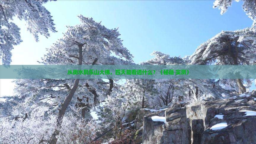 衡水去四川乐山大佛四日游