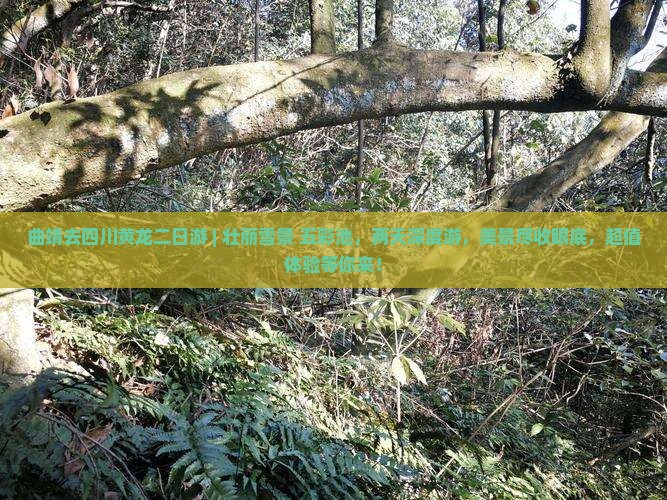 曲靖去四川黄龙二日游